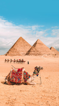 Camel sitting and resting after walk across a desert