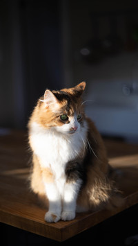 The calico cat on the kitchen table