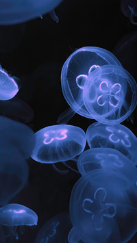 Shining jellyfish