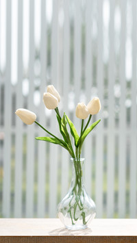 Bouquet of fresh white tulips in glass vase