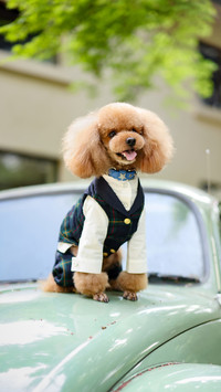 Teddy Teddy 63