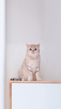 Cute British Longhair cat indoor