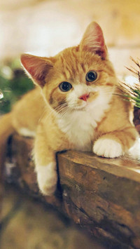 可爱萌宠小猫