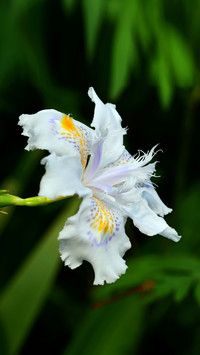 Monets iris 13