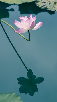 The scorching sun speaks of lotus flowers