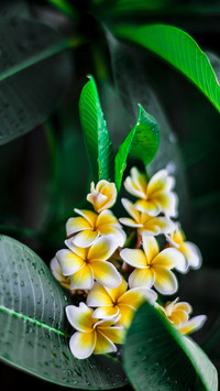 A flower delayed by name 97