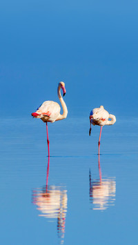 Two birds of pink flamingos walking around the blue lagoon