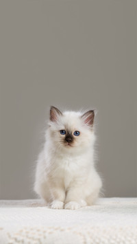 如何调整猫的作息时间