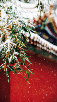 雪落紫禁城