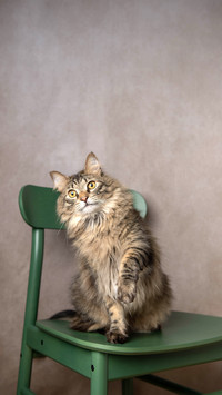 Portrait of Long Haired Tabby Cat Sitting on Chair