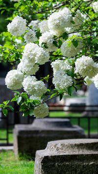Chinese wood hydrangea flower