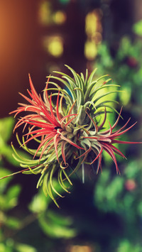Plants that do not use soil at all 2