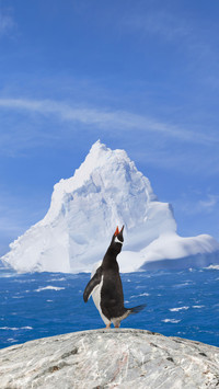 Why are there no penguins in the arctic