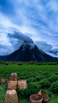 The tea plantations on the plateau conceal a gentle