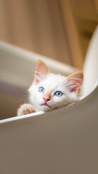 Portrait cat at home. Little white kitten looking at camera