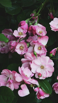 West lake guozhuang rose flower exhibition