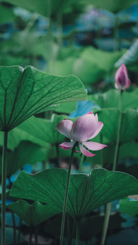 Lotus shooting skills 12