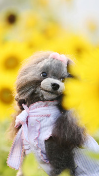 Requirements for adopting dogs 35