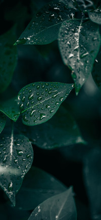 green plants-PAIXIN