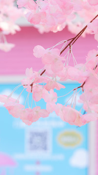 Spring scenery-06