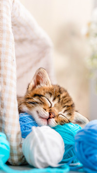 A small striped kitten sleeps on balls of blue and white