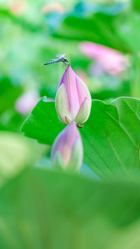 大师笔下的夏天