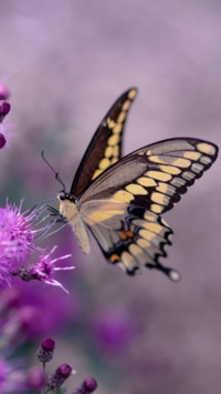 Butterfly (1)