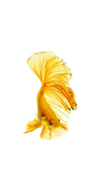 Golden fish