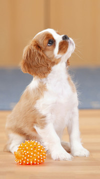 查理士王小猎犬