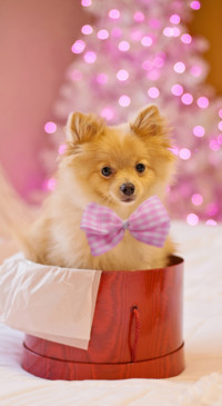 Cute Animals (14)