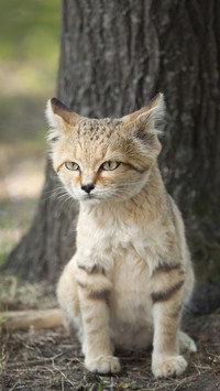 animal 20
