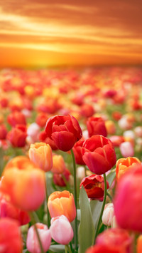 The past and present of tulips