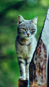 Why do cats hate sleeping in a cats nest 70