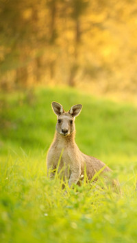 The battle between two kangaroos is fierce
