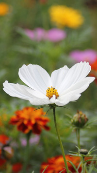 格桑花