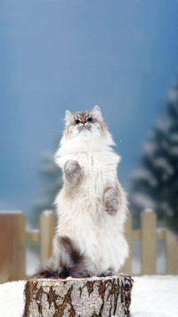Cats and cats also have an imperial mandate