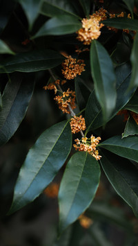 Plants used as raw materials for perfume 96