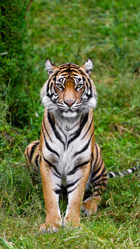 animal 54