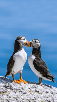Atlantic puffins isle of may
