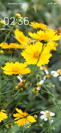 wildflower