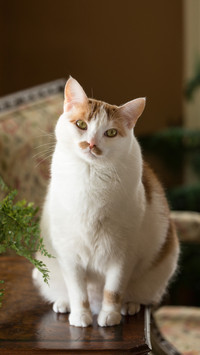 Misunderstood Cat Action 4