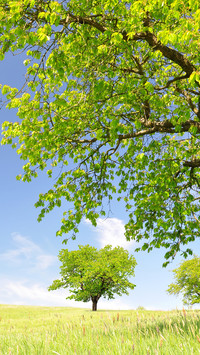 Green grass and blue sky
