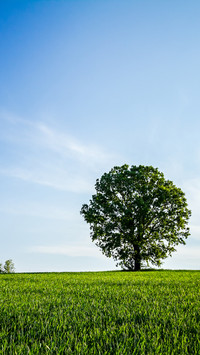 Green grass and blue sky