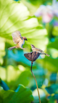 Predatory sparrows