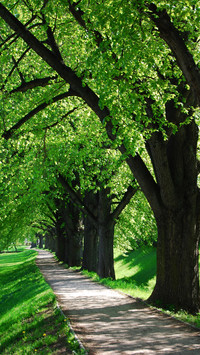 Eye-friendly forest wallpapers