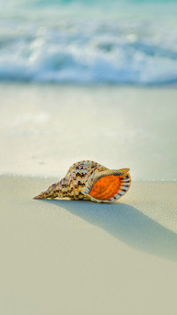 Brown and white conch on seashore