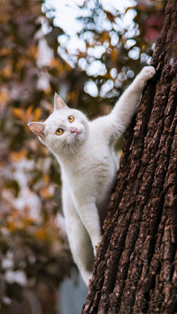 Why is the abandonment rate high for white cats 19