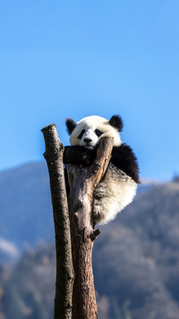 What color is a giant panda exactly