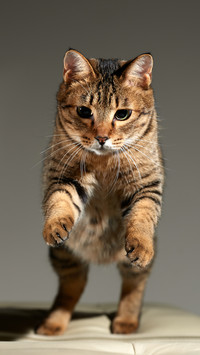 Why dont cats like to take ordinary roads 30
