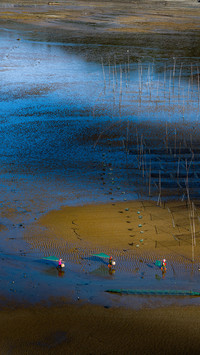 A kelp farm inside the tidal flat